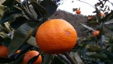 A mandarin on a tree