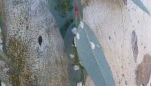 Small white scale insects on a gum leaf